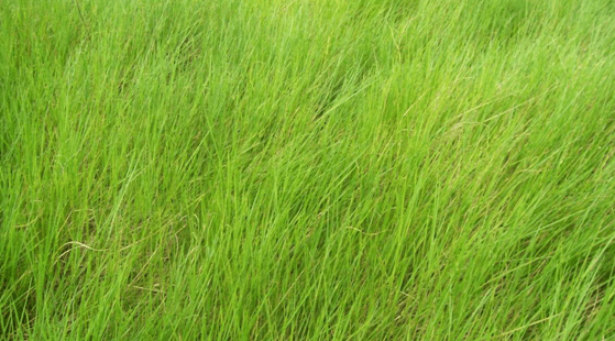 BRACHIARIA HUMIDÍCOLA