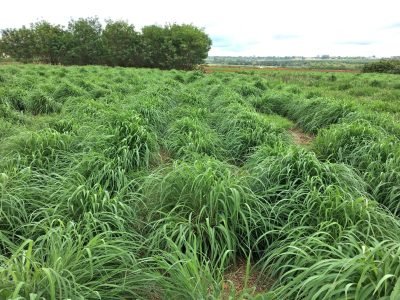 ANDROPOGON