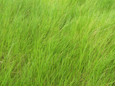 BRACHIARIA HUMIDÍCOLA