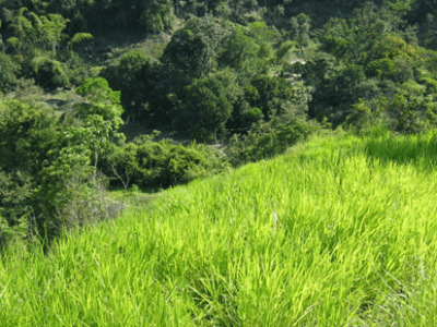 BRACHIARIA LLANERO