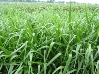 BRACHIARIA MARANDU