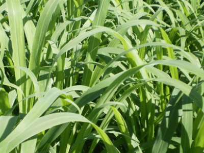 PANICUM ARUANA