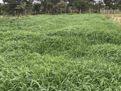 PANICUM MASSAI